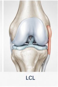 Anatomical illustration of the lateral collateral ligament (LCL)